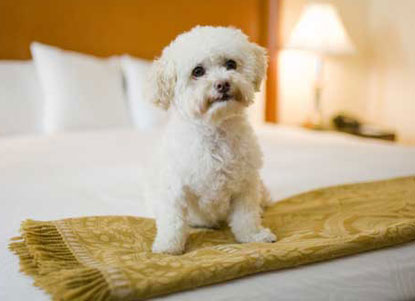 Kimpton-white-dog-on-bed